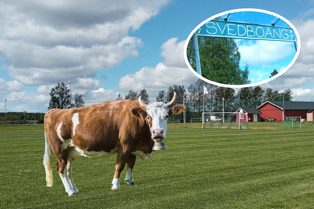 Oväntad hjälp från mjölkbönderna i Färnebo som bygger landmärke vid Svedboäng Oväntad hjälp från mjölkbönderna i Färnebo som bygger landmärke vid Svedboäng